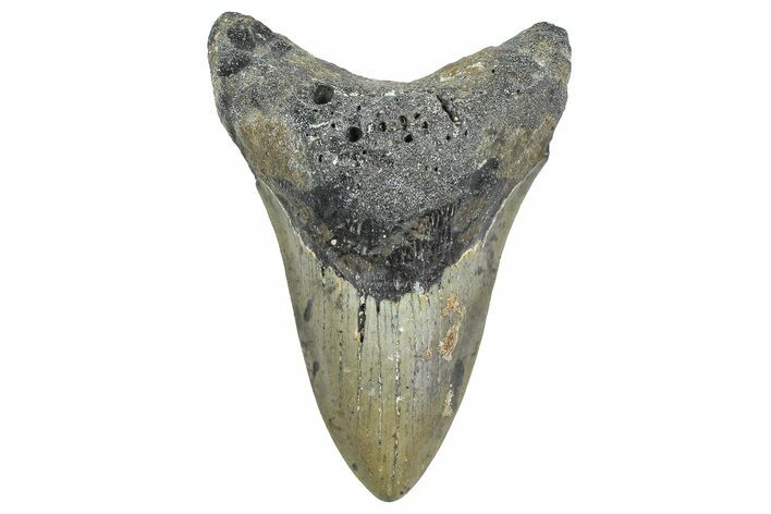 Serrated, Fossil Megalodon Tooth - North Carolina #343417